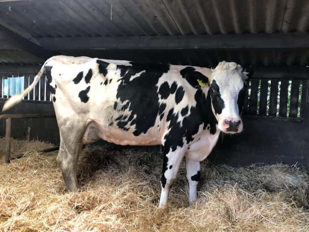 Where Do I go to Buy a Cow?