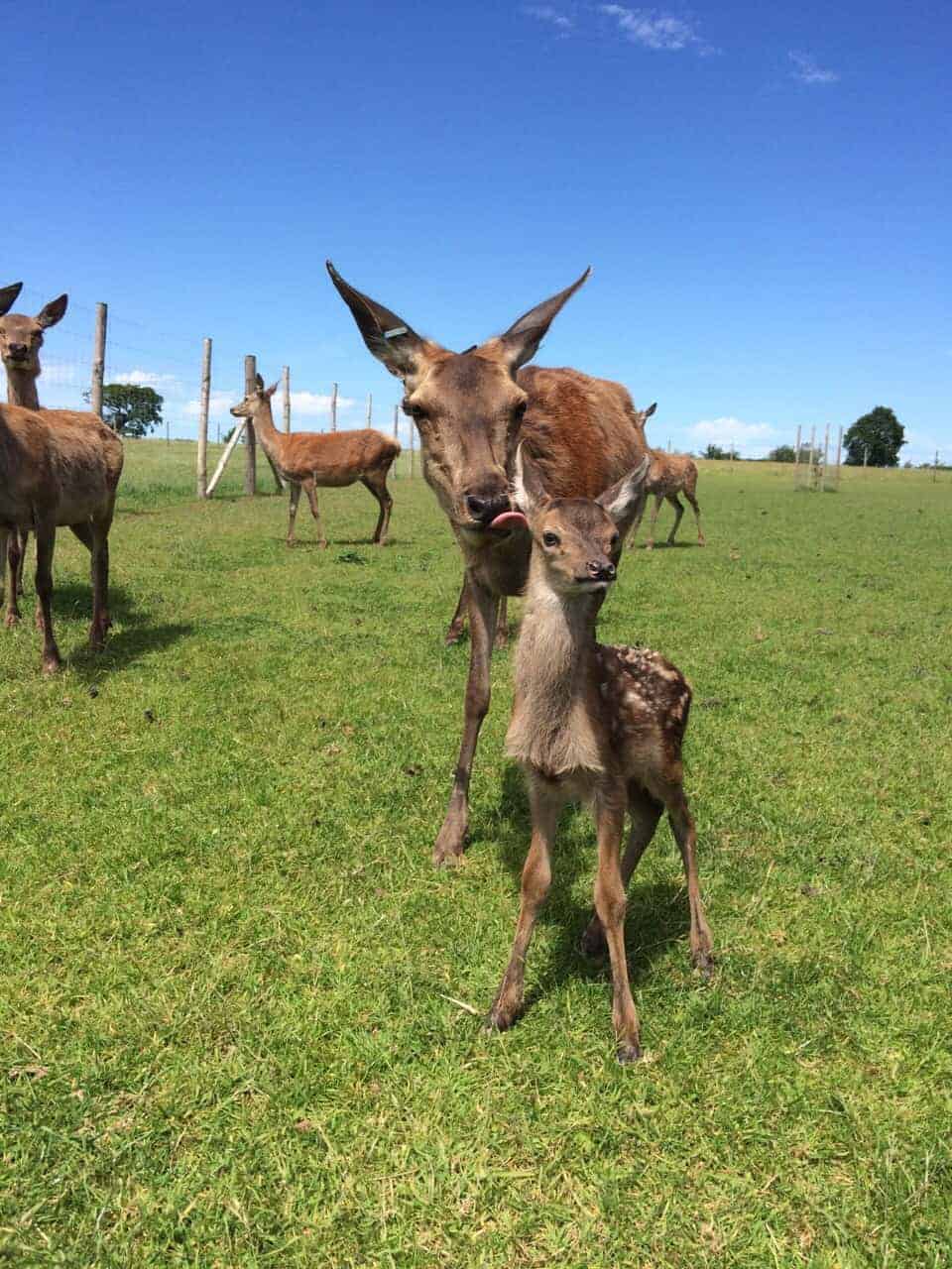 How to hand feed deer