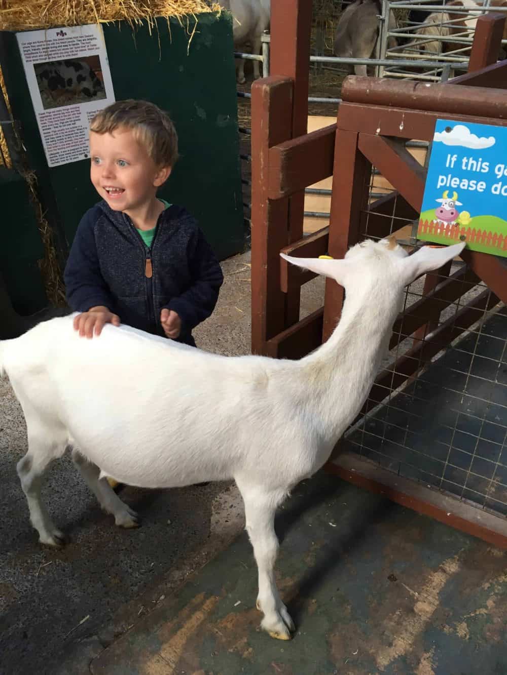 Animal Experiences at Farmer Palmer’s