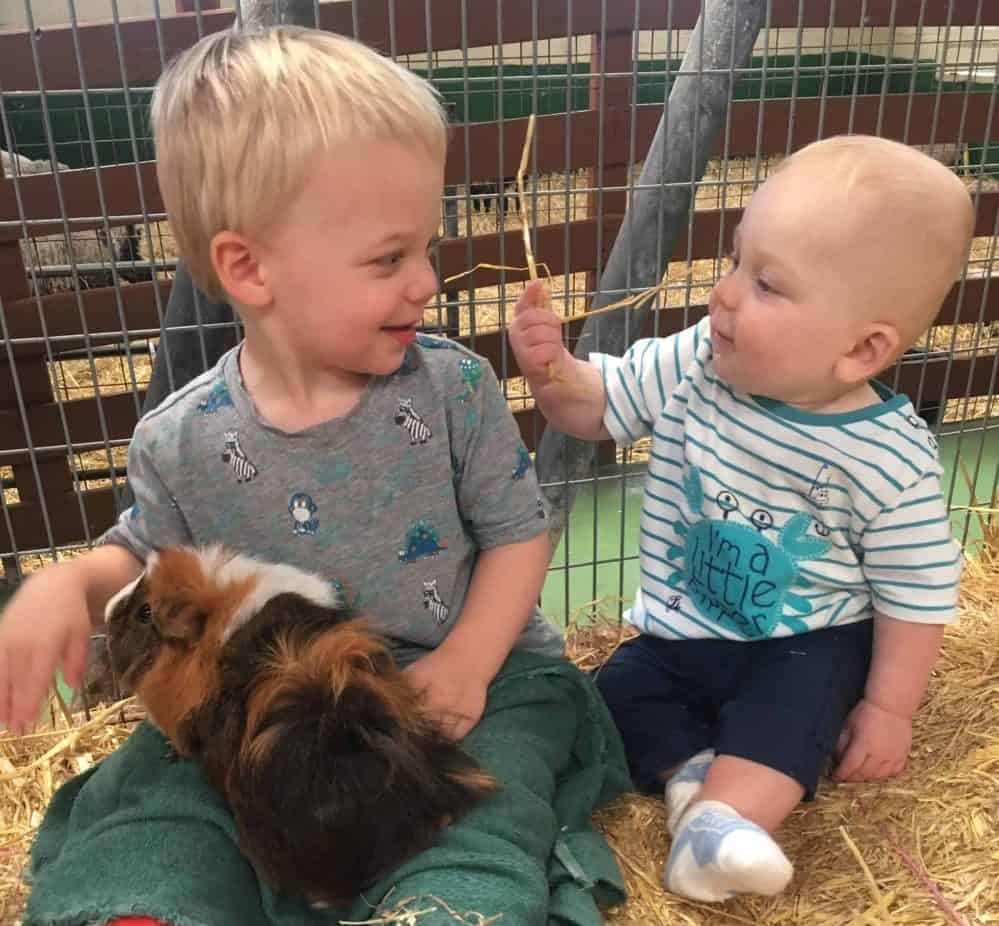 101+ Reasons Why Farmer Palmers is Dorset’s Favourite Family Day Out!