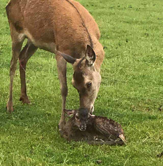 Red Deer Fawns Born at Farmer Palmer’s