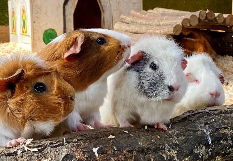 Live on the Farm at Farmer Palmers