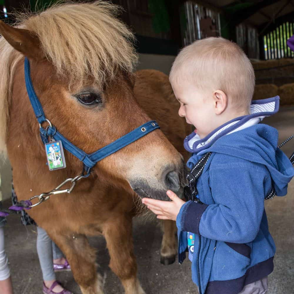 Boy Stroking Pony