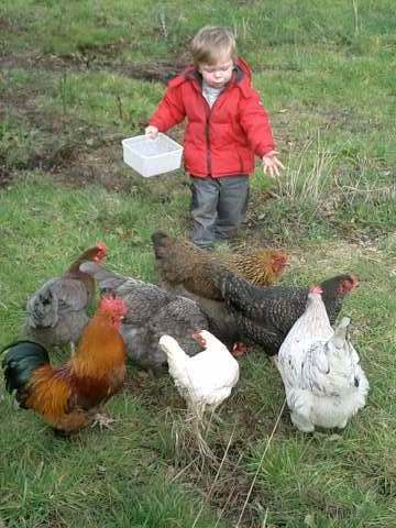 What’s the difference between Organic and Free-range Eggs?