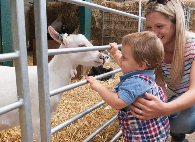 Mum and Child with Goat Farmer Palmers Dorset